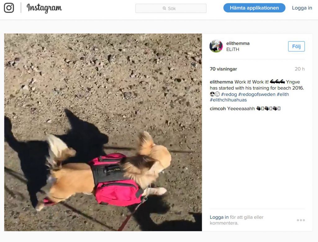 redoginstagram