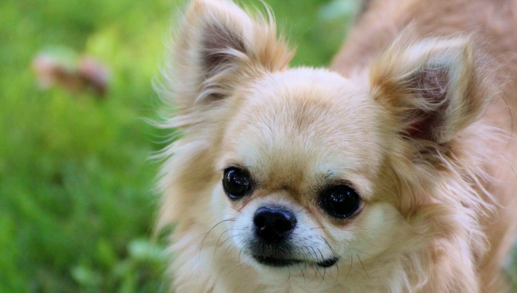 Chihuahuas for sale